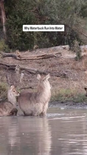 African Safari Mag. on Instagram: "A waterbuck mother and her young calf take refuge in a waterhole as a pack of wild dogs applies relentless pressure. 📍 @RoyalMalewane 🎥 @ryanjackphotography For waterbuck, water is more than a barrier, it’s a survival strategy. Strong swimmers with oily coats that repel moisture, they often retreat into water when threatened, where footing is unstable and predators lose speed, coordination, and endurance. The dogs probe, circle, and test, but the balance slow