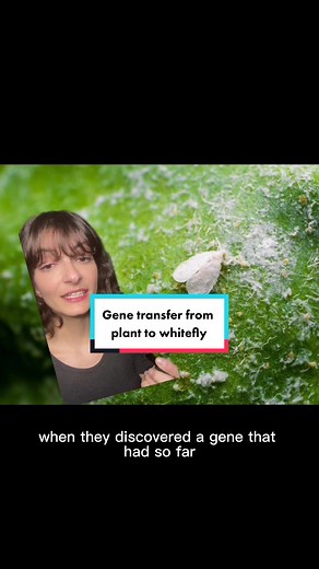 Gene Transfer from Plant to Whitefly: A Fascinating Phenomenon Explained