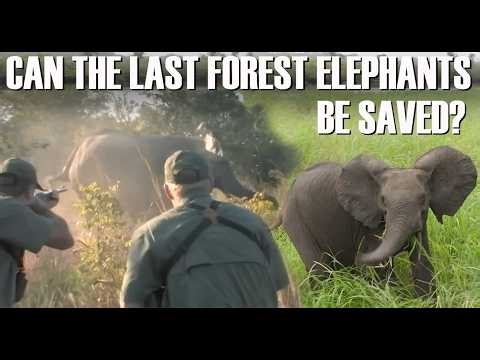 War on Nature - Cameroon