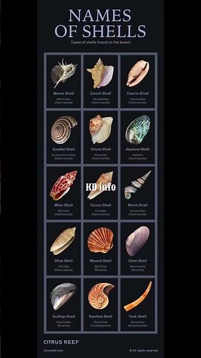 Name of shells| Name of shells: Learn to identify various types easily