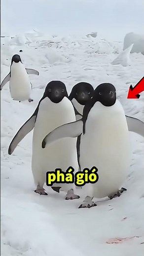 Why do penguins always line up to move on the ice?#short
