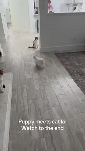 Puppy Meets Cat: An Unexpected Friendship
