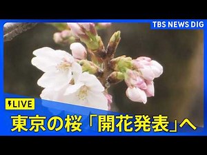 [Tokyo Cherry Blossom Blooming Announcement] Japan Meteorological Agency Officials Confirm Specim...