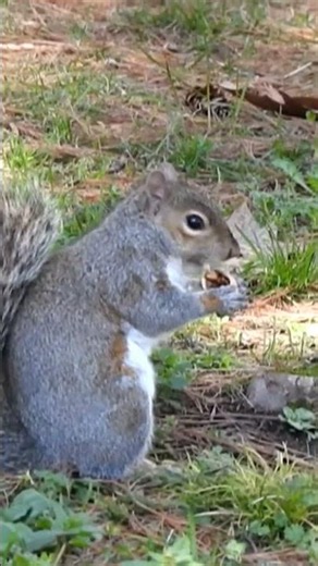 Lo scoiattolo grigio: agilità e curiosità. #shortvideo #nature #animals.