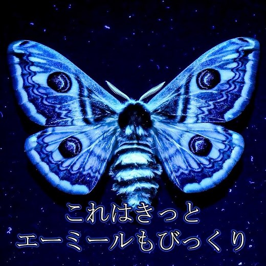 クジャクヤママユをUVライトで観察してみた #butterfly #昆虫 #insects