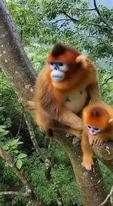 179K views · 1.1K reactions | Real jungle lifestyle of wild monkeys every day.#WildMonkeys #funnyanimals #MonkeyWorld #Wildlife #RealNature #AnimalLovers #JungleLife | Monkeys Rescue | Facebook
