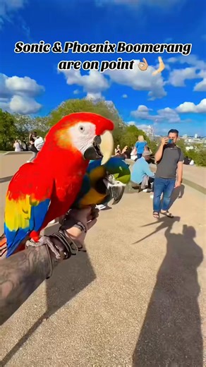 Playing boomerang 🪃 #petslover #parklife #boomerang #funtime #pov #parkfun #parrot #playtime #viralvideos #summertime #petsoftiktok | Callum Wood