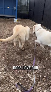 5.6K views · 151 reactions | Our friends at ChipDrop love big dogs, and our big dogs love our chip yards! Big thanks to Chip Drop for supporting our active, fun-loving doggos. Many of the pups in this video have already found homes, but plenty more are still waiting for their new families! Check out all of our available dogs at oregonhumane.org | Oregon Humane Society | Facebook