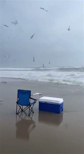 Giant Flying Fish Rain Down in a Storm — Shocking Beach Footage