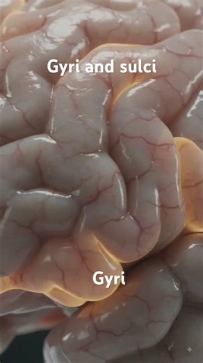 Gyri and sulci #biology #biology #facts #neet #science