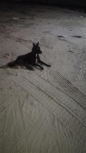 Alien Dog Glowing Green Eyes 👽 | Rare dog eyes Unbelievable Dog Video watch carefully#viral #shorts