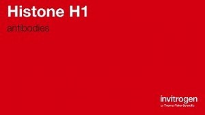 Anti-Histone H1 Antibodies | Invitrogen