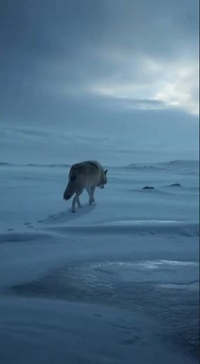 Arctic Wolf's Call: Howling Under the Northern Lights 🌌