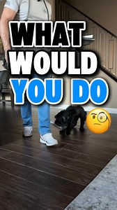 51K views · 370 reactions | Leader Of The Pack K9 Training on Reels | Facebook