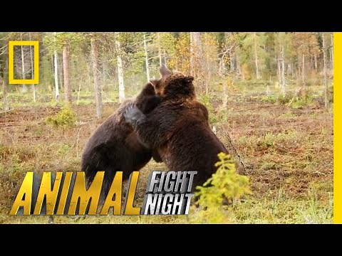 Brown Bear Battle: It's On! | Animal Fight Night