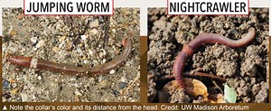 Jumping worms spotted in Mass. again. Should you be worried about your garden?
