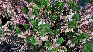 Ornamental plant called Calluna vulgaris or heather or ling. A beautiful flower with colorful leaves. The plant can decorate both the garden and be food for wild animals that eat it with pleasure.