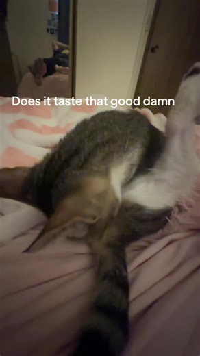 New Cat Drops with Weekly Episodes