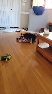 14K views · 790 reactions | Manitoba Animal Alliance on Reels | Facebook