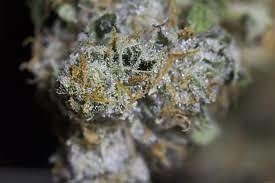 White Fire | Marijuana Strain Reviews