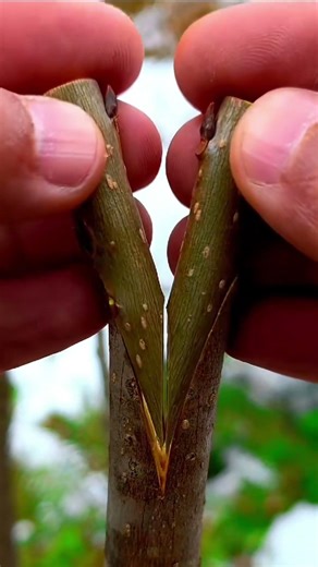 New tree grafting method #treanding #satisfying #grow