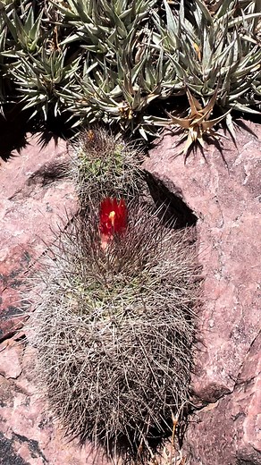 #Parodia in #Tilcara #Argentina #cactus #explore #nature #naturaleza #cacto #kakteen