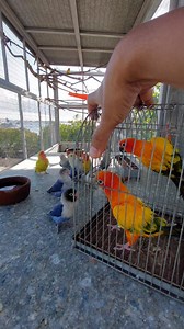 117K views · 4.6K reactions | David and Bashe sa Giant Cage sinalubong ng bulling Personata 列❤️ #hobbynidaddy #birds #sunconure #aviculture | HOBBY NI DADDY | Facebook