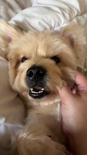 My shayla #fyp #dog #dogsoftiktok #shorkie #foryou