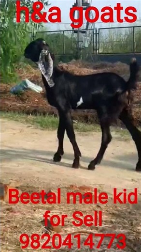 Beetal Male Goat For Sale - [India/ h&a goats since 2022]. 9820414773