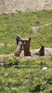170K views · 4.4K reactions | Learning Chinese with cute animals   marmot #chineselanguage #chineselanguagecourse #fypageシ #foryou #fypage #sharing #cuteanimals #cute#funnyvideo #knowledgesharing | Gao Shang Chinese Learning Hub | Facebook