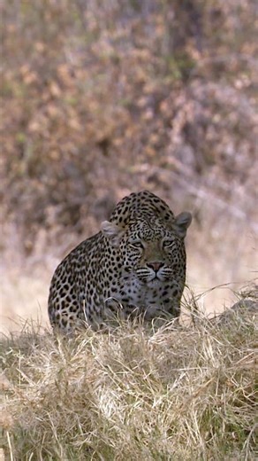 Earth Touch TV on Instagram: "Hunting mode: engage. Leopards are expert ambush hunters and will feast on just about anything they can catch (even if it means getting a mouth full of feathers). ⁣ Footage from Creative Killers: Coliseum"