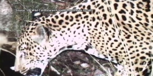 New jaguar spotted thriving in Arizona