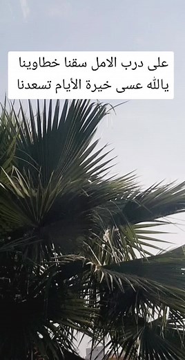 Captivating Palm Leaves Against a Clear Sky