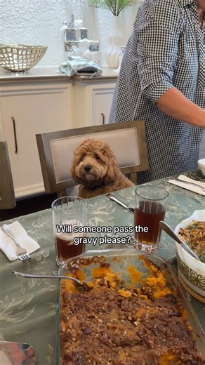 Theo the Cockapoo on Instagram: "Dog training update: he sits! #cockapoopuppy #funnydogvideos #funnydogreels #funnydogreel #thanksgiving #thanksgivingdog #thanksgiving2025 #dogtraining #mashedpotatos #gravy #cockapoodaily #cockapoos #doghumor #doodles #doodle #doodlesofinstagram"
