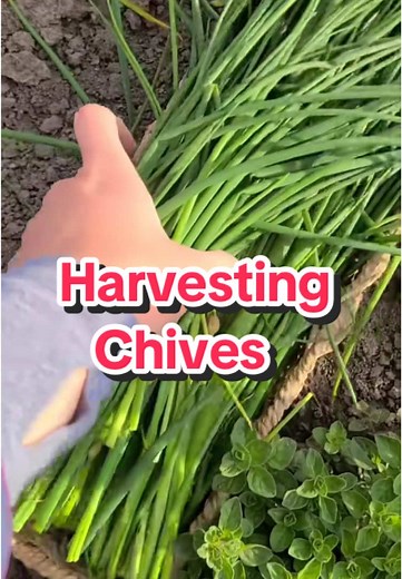 Harvesting Chives💚 #garden #harvest #backyardgarden #herbgarden