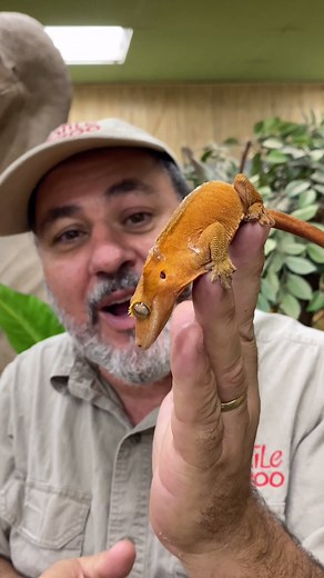 Eyelash Crested Geckos Habitat Preferences
