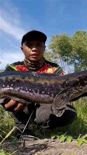 monster toman casting ikan toman || shimano antares dc 2021 & shimano expride