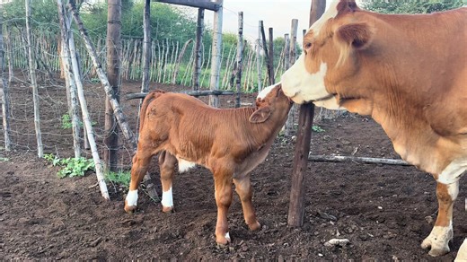 langi mogalakwe (@langi.mogalakwe)’s videos with original sound - Dark Zone