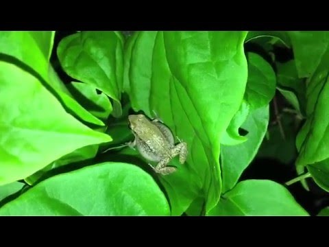 Jamaica Tree Frog Bird Chirping Sound - Jamaican Animals