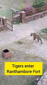 When the Fort Welcomes Its True King! An unforgettable moment – a tiger entered the historic Ranthambore Fort and took a peaceful walk in the garden. A rare sight where history meets the wild! The real king of Ranthambore has returned to his fort. #Ranthambore #TigerInFort #WildEncounter #RanthamboreFort | Ranthambhore National Park