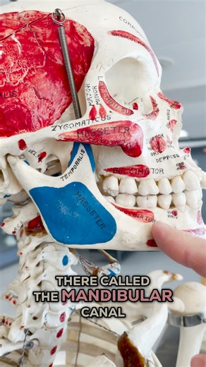 Institute of Human Anatomy on Instagram: "Geoffrey's hiding a secret in his jawbone! 🦴 Inside your mandible (jawbone) runs a hollow tunnel called the mandibular canal. Threading through this canal is the inferior alveolar nerve - the reason you can feel your lower teeth, lower lip, and chin. This nerve exits through a small opening called the mental foramen (mental = chin), where it becomes the mental nerve. And here's the practical part: this is exactly where your dentist numbs you before dent