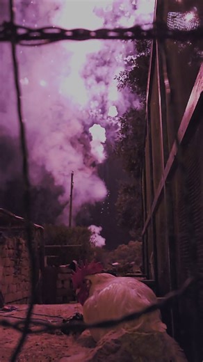 They say animals are terrified of fireworks... But reality tells a different story. This rooster doesn’t even blink while the sky explodes behind him. No panic. No fear. Just another night. It’s all about respect, awareness and balance ❤️💥 #fireworks #animals #pyrolovers #fireworkslovers #respectnature #pyrochicken #fireworkfacts | Pyrobase