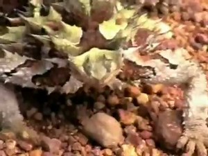 "Nature Walkabout" opening theme