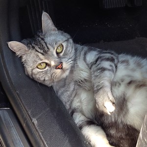 YeOldeBookshoppe - Twitch