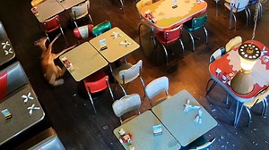 A deer struggled to remain on its hoofs after crashing through a window and into a diner in New Hampshire. Thankfully for the deer, venison is not on the restaurant's menu...but the store had to delay opening for repairs. | The Canton Repository / CantonRep.com