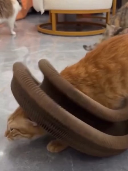 See more products like this on our website 🔗 This magic organ cat scratching board is made of high-density recycled corrugated paper, safe and non-toxic, with a mesh honeycomb design, making this cat scratch pad thick and tight, durable, and will not hurt your cat’s claws. This catcordion cat scratching toy is specially designed for your cat，with magnetic installation design,easy to fold and store as well as install.The design of various shapes can make your cat have a good time. It’s large eno