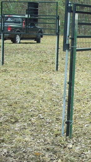 Feral pigs are smart, cautious, and always watching. Understanding their behavior is the key to conditioning, timing, and ultimately removing the entire group at once. #JagerPro #hogcontrol | Jager Pro Hog Control Systems