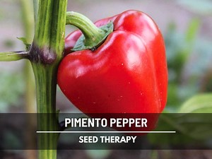 Pimento Sweet Pepper Seeds – Heirloom Sweet Pepper, Red Pimiento Variety, Open Pollinated, Non-gmo | 25 Seeds - Etsy