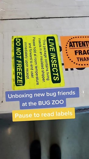 New bug friends! #entomosfunfacts #bug #unboxing #unbox #bugs #insect #insects #arachnid #newfriends #beetle #scorpion #millipede #hercules #newbug #buglife #entomology #entomologist #bugzoo #insectzoo #science #webtoon #junglejuice #wow #cool #learnontiktok