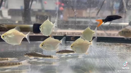 1.3K views · 27 reactions | Introducing the Silver Dollar Fish, a...